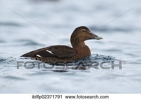 "King Eider (Somateria spectabilis), adult female, swimming at sea, Norway, Europe" View Large Photo Image Stock Image - "King Eider (Somateria spectabilis), adult female, swimming at sea, Norway, Europe". Fotosearch