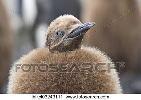 "King Penguin (Aptenodytes patagonicus) chick, portrait, Salisbury Plain, South Georgia and the South Sandwich Islands, United Kingdom, Antarctica" View Large Photo Image Stock Image - "King Penguin (Aptenodytes patagonicus) chick, portrait, Salisbury Plain, South Georgia and the South Sandwich Islands, United Kingdom, Antarctica". Fotosearch