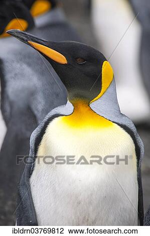 "King Penguin (Aptenodytes patagonicus), Salisbury Plain, South Georgia and the South Sandwich Islands, United Kingdom, Antarctica" View Large Photo Image Stock Image - "King Penguin (Aptenodytes patagonicus), Salisbury Plain, South Georgia and the South Sandwich Islands, United Kingdom, Antarctica". Fotosearch