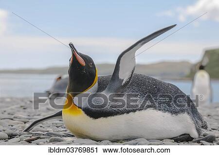"King Penguin (Aptenodytes patagonicus), Salisbury Plain, South Georgia and the South Sandwich Islands, British overseas territory, Antarctica" View Large Photo Image Stock Image - "King Penguin (Aptenodytes patagonicus), Salisbury Plain, South Georgia and the South Sandwich Islands, British overseas territory, Antarctica". Fotosearch