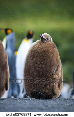 "King Penguin (Aptenodytes patagonicus), chick before moulting, Gold Harbour, South Georgia and the South Sandwich Islands, British overseas territory, Antarctica" View Large Photo Image Stock Image - "King Penguin (Aptenodytes patagonicus), chick before moulting, Gold Harbour, South Georgia and the South Sandwich Islands, British overseas territory, Antarctica". Fotosearch