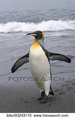 "King Penguin (Aptenodytes patagonicus), wet penguin walking on the beach, bei Salisbury Plain, South Georgia and the South Sandwich Islands, United Kingdom, Antarctica" View Large Photo Image Stock Image - "King Penguin (Aptenodytes patagonicus), wet penguin walking on the beach, bei Salisbury Plain, South Georgia and the South Sandwich Islands, United Kingdom, Antarctica". Fotosearch