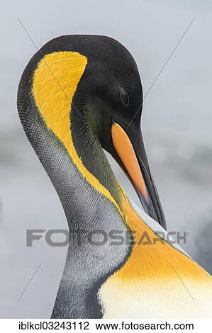 "King Penguin (Aptenodytes patagonicus), portrait, preening, Salisbury Plain, South Georgia and the South Sandwich Islands, United Kingdom, Antarctica" View Large Photo Image Stock Image - "King Penguin (Aptenodytes patagonicus), portrait, preening, Salisbury Plain, South Georgia and the South Sandwich Islands, United Kingdom, Antarctica". Fotosearch