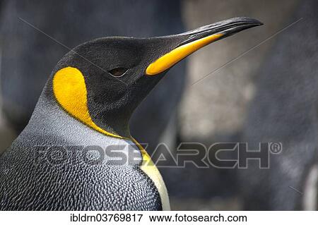 "King Penguin (Aptenodytes patagonicus), Salisbury Plain, South Georgia and the South Sandwich Islands, United Kingdom, Antarctica" View Large Photo Image Stock Photo - "King Penguin (Aptenodytes patagonicus), Salisbury Plain, South Georgia and the South Sandwich Islands, United Kingdom, Antarctica". Fotosearch