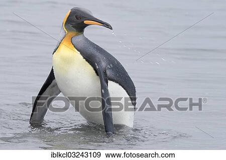 "King Penguin (Aptenodytes patagonicus), wet penguin returning to the shore after a dive, Salisbury Plain, South Georgia and the South Sandwich Islands, United Kingdom, Antarctica" View Large Photo Image Stock Photo - "King Penguin (Aptenodytes patagonicus), wet penguin returning to the shore after a dive, Salisbury Plain, South Georgia and the South Sandwich Islands, United Kingdom, Antarctica". Fotosearch