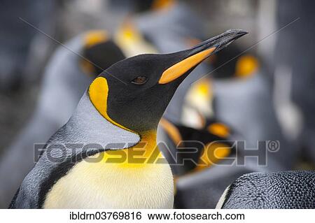 "King Penguin (Aptenodytes patagonicus), Salisbury Plain, South Georgia and the South Sandwich Islands, United Kingdom, Antarctica" View Large Photo Image Stock Photograph - "King Penguin (Aptenodytes patagonicus), Salisbury Plain, South Georgia and the South Sandwich Islands, United Kingdom, Antarctica". Fotosearch