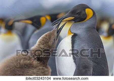 "King penguins (Aptenodytes patagonicus) chick with adult birds begging for food, Salisbury Plain, South Georgia and the South Sandwich Islands, United Kingdom, Antarctica" View Large Photo Image Picture - "King penguins (Aptenodytes patagonicus) chick with adult birds begging for food, Salisbury Plain, South Georgia and the South Sandwich Islands, United Kingdom, Antarctica". Fotosearch