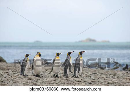"King Penguins (Aptenodytes patagonicus), Gold Harbour, South Georgia and the South Sandwich Islands, British overseas territory, Antarctica" View Large Photo Image Stock Image - "King Penguins (Aptenodytes patagonicus), Gold Harbour, South Georgia and the South Sandwich Islands, British overseas territory, Antarctica". Fotosearch