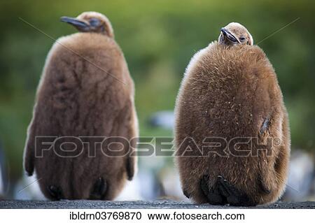 Stock Image - "King Penguins (Aptenodytes patagonicus), chicks before moulting, Gold Harbour, South Georgia and the South Sandwich Islands, British overseas territory, Antarctica". Fotosearch