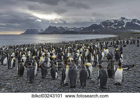 "King Penguins (Aptenodytes patagonicus) on the beach, bei Salisbury Plain, South Georgia and the South Sandwich Islands, United Kingdom, Antarctica" View Large Photo Image Stock Image - "King Penguins (Aptenodytes patagonicus) on the beach, bei Salisbury Plain, South Georgia and the South Sandwich Islands, United Kingdom, Antarctica". Fotosearch