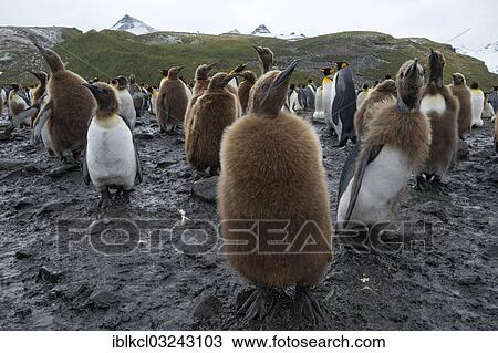 "King penguins (Aptenodytes patagonicus), chicks moulting, Salisbury Plain, South Georgia and the South Sandwich Islands, United Kingdom, Antarctica" View Large Photo Image Stock Image - "King penguins (Aptenodytes patagonicus), chicks moulting, Salisbury Plain, South Georgia and the South Sandwich Islands, United Kingdom, Antarctica". Fotosearch
