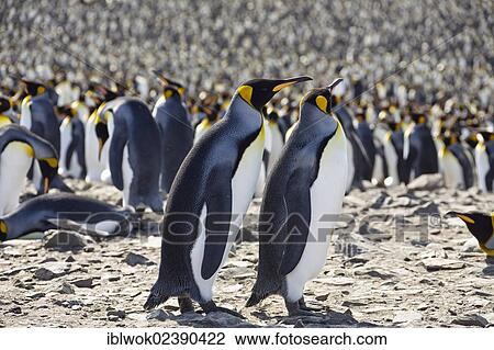 "King penguins (Aptenodytes patagonicus), St. Andrews Bay, South Georgia, sub-Antarctic and Antarctic" View Large Photo Image Stock Image - "King penguins (Aptenodytes patagonicus), St. Andrews Bay, South Georgia, sub-Antarctic and Antarctic". Fotosearch