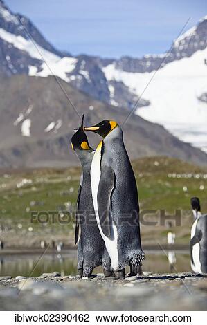 "King penguins (Aptenodytes patagonicus), pair in courtship, St. Andrews Bay, South Georgia, sub-Antarctic and Antarctic" View Large Photo Image Stock Image - "King penguins (Aptenodytes patagonicus), pair in courtship, St. Andrews Bay, South Georgia, sub-Antarctic and Antarctic". Fotosearch