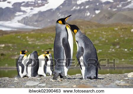 "King penguins (Aptenodytes patagonicus), St. Andrews Bay, South Georgia, sub-Antarctic and Antarctic" View Large Photo Image Stock Image - "King penguins (Aptenodytes patagonicus), St. Andrews Bay, South Georgia, sub-Antarctic and Antarctic". Fotosearch