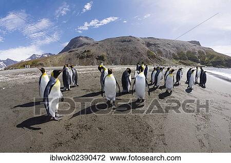 Stock Image - "King penguins (Aptenodytes patagonicus), St. Andrews Bay, South Georgia, Antarctica". Fotosearch