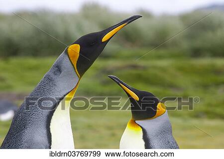 "King Penguins (Aptenodytes patagonicus), Salisbury Plain, South Georgia and the South Sandwich Islands, United Kingdom, Antarctica" View Large Photo Image Stock Photo - "King Penguins (Aptenodytes patagonicus), Salisbury Plain, South Georgia and the South Sandwich Islands, United Kingdom, Antarctica". Fotosearch