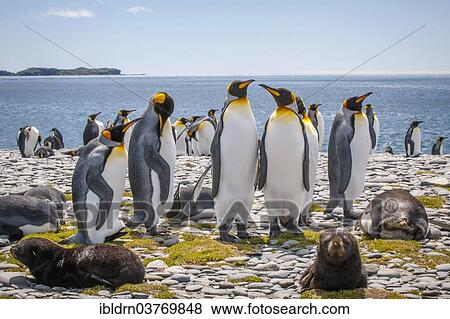 Stock Photo - "King Penguins (Aptenodytes patagonicus), Salisbury Plain, South Georgia and the South Sandwich Islands, British overseas territory, Antarctica". Fotosearch