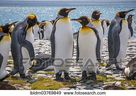 "King Penguins (Aptenodytes patagonicus), Salisbury Plain, South Georgia and the South Sandwich Islands, British overseas territory, Antarctica" View Large Photo Image Stock Photo - "King Penguins (Aptenodytes patagonicus), Salisbury Plain, South Georgia and the South Sandwich Islands, British overseas territory, Antarctica". Fotosearch