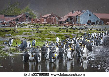 "King Penguins (Aptenodytes patagonicus) between the deteriorating buildings of the former whaling station, Grytviken, South Georgia and the South Sandwich Islands, British overseas territory, Antarctica" View Large Photo Image Stock Photo - "King Penguins (Aptenodytes patagonicus) between the deteriorating buildings of the former whaling station, Grytviken, South Georgia and the South Sandwich Islands, British overseas territory, Antarctica". Fotosearch