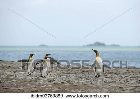 "King Penguins (Aptenodytes patagonicus), Gold Harbour, South Georgia and the South Sandwich Islands, British overseas territory, Antarctica" View Large Photo Image Stock Photo - "King Penguins (Aptenodytes patagonicus), Gold Harbour, South Georgia and the South Sandwich Islands, British overseas territory, Antarctica". Fotosearch