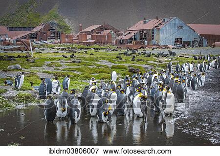 Stock Photo - "King penguins (Aptenodytes patagonicus) standing between houses at the former Stromness whaling station, abandoned in 1965, King Edward Bay, South Georgia and the South Sandwich Islands, Antarctica". Fotosearch