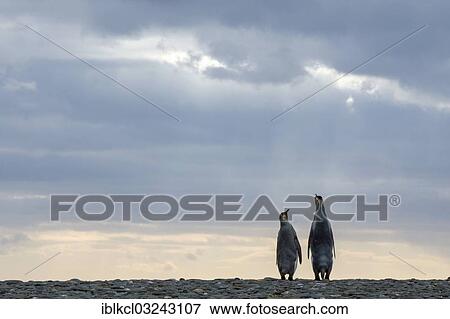 "King Penguins (Aptenodytes patagonicus), couple, displaying, Salisbury Plain, South Georgia and the South Sandwich Islands, United Kingdom, Antarctica" View Large Photo Image Stock Photo - "King Penguins (Aptenodytes patagonicus), couple, displaying, Salisbury Plain, South Georgia and the South Sandwich Islands, United Kingdom, Antarctica". Fotosearch