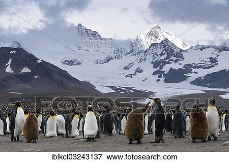 "King Penguins (Aptenodytes patagonicus) adult birds and chicks, in front of the Cook Glacier, St. Andrews Bay, South Georgia and the South Sandwich Islands, United Kingdom, Antarctica" View Large Photo Image Stock Photo - "King Penguins (Aptenodytes patagonicus) adult birds and chicks, in front of the Cook Glacier, St. Andrews Bay, South Georgia and the South Sandwich Islands, United Kingdom, Antarctica". Fotosearch