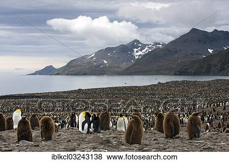 "King Penguins (Aptenodytes patagonicus) in front of the Cook Glacier, St. Andrews Bay, South Georgia and the South Sandwich Islands, United Kingdom, Antarctica" View Large Photo Image Stock Photo - "King Penguins (Aptenodytes patagonicus) in front of the Cook Glacier, St. Andrews Bay, South Georgia and the South Sandwich Islands, United Kingdom, Antarctica". Fotosearch