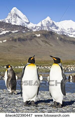 "King penguins (Aptenodytes patagonicus), St. Andrews Bay, South Georgia, sub-Antarctic and Antarctic" View Large Photo Image Stock Photo - "King penguins (Aptenodytes patagonicus), St. Andrews Bay, South Georgia, sub-Antarctic and Antarctic". Fotosearch