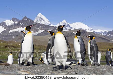 Stock Photo - "King penguins (Aptenodytes patagonicus), St. Andrews Bay, South Georgia, sub-Antarctic and Antarctic". Fotosearch
