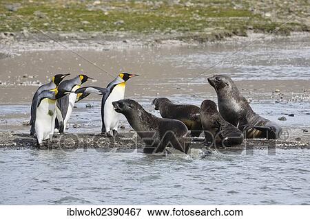 Stock Photo - "King penguins (Aptenodytes patagonicus) and Fur seals (Arctocephalus gazella), St. Andrews Bay, South Georgia, sub-Antarctic and Antarctic". Fotosearch