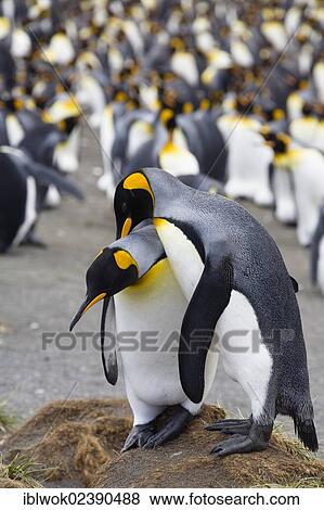 "King penguins (Aptenodytes patagonicus), pair in courtship, Gold Harbour, South Georgia, Antarctica" View Large Photo Image Stock Photo - "King penguins (Aptenodytes patagonicus), pair in courtship, Gold Harbour, South Georgia, Antarctica". Fotosearch