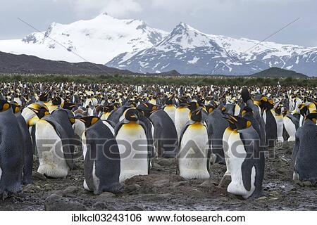 "King Penguins (Aptenodytes patagonicus) adult birds incubating eggs, breeding colony, Salisbury Plain, South Georgia and the South Sandwich Islands, United Kingdom, Antarctica" View Large Photo Image Stock Photograph - "King Penguins (Aptenodytes patagonicus) adult birds incubating eggs, breeding colony, Salisbury Plain, South Georgia and the South Sandwich Islands, United Kingdom, Antarctica". Fotosearch