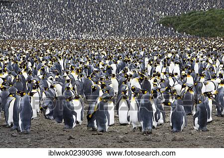 "King penguins (Aptenodytes patagonicus), breeding colony, Salisbury Plains, South Georgia, sub-Antarctic and Antarctic" View Large Photo Image Stock Photograph - "King penguins (Aptenodytes patagonicus), breeding colony, Salisbury Plains, South Georgia, sub-Antarctic and Antarctic". Fotosearch