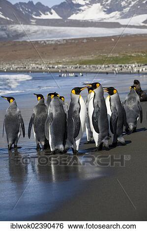 "King penguins (Aptenodytes patagonicus), St. Andrews Bay, South Georgia, Antarctica" View Large Photo Image Stock Photograph - "King penguins (Aptenodytes patagonicus), St. Andrews Bay, South Georgia, Antarctica". Fotosearch