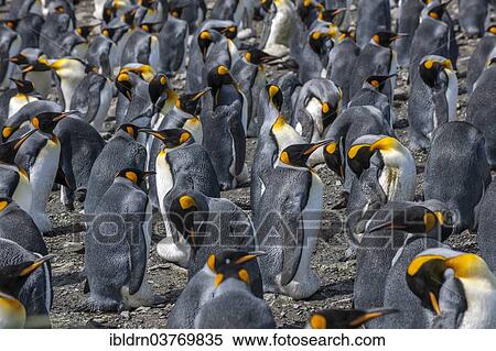 "King Penguins (Aptenodytes patagonicus), Salisbury Plain, South Georgia and the South Sandwich Islands, British overseas territory, Antarctica" View Large Photo Image Stock Photography - "King Penguins (Aptenodytes patagonicus), Salisbury Plain, South Georgia and the South Sandwich Islands, British overseas territory, Antarctica". Fotosearch