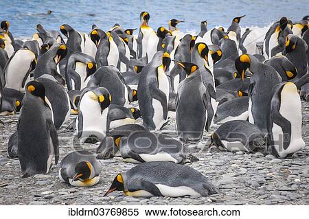 "King Penguins (Aptenodytes patagonicus), Salisbury Plain, South Georgia and the South Sandwich Islands, British overseas territory, Antarctica" View Large Photo Image Stock Photography - "King Penguins (Aptenodytes patagonicus), Salisbury Plain, South Georgia and the South Sandwich Islands, British overseas territory, Antarctica". Fotosearch