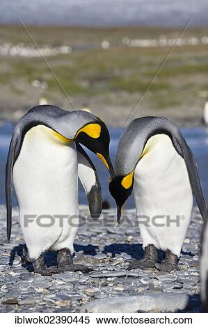 "King penguins (Aptenodytes patagonicus), St. Andrews Bay, South Georgia, sub-Antarctic and Antarctic" View Large Photo Image Stock Photography - "King penguins (Aptenodytes patagonicus), St. Andrews Bay, South Georgia, sub-Antarctic and Antarctic". Fotosearch