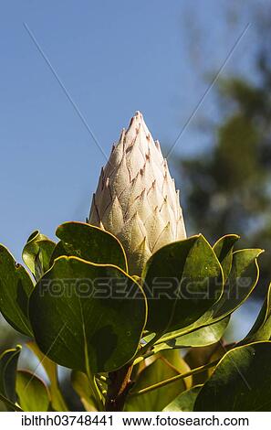 "King Protea (Protea cynaroides), bud, La Gomera, Canary Islands, Spain, Europe" View Large Photo Image Stock Image - "King Protea (Protea cynaroides), bud, La Gomera, Canary Islands, Spain, Europe". Fotosearch