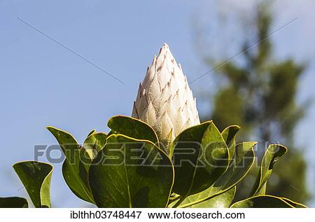 "King Protea (Protea cynaroides), bud, La Gomera, Canary Islands, Spain, Europe" View Large Photo Image Stock Photo - "King Protea (Protea cynaroides), bud, La Gomera, Canary Islands, Spain, Europe". Fotosearch