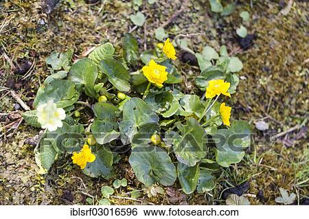 "Kingcup or Marsh Marigold (Caltha palustris), Kassel, Kassel, Hesse, Germany, Europe" View Large Photo Image Stock Photograph - "Kingcup or Marsh Marigold (Caltha palustris), Kassel, Kassel, Hesse, Germany, Europe". Fotosearch