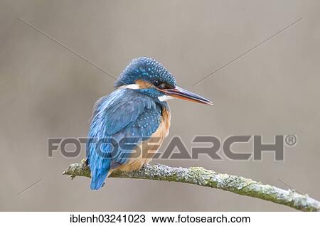 Stock Image - "Kingfisher (Alcedo atthis), female, Haren, Emsland, Lower Saxony, Germany, Europe". Fotosearch