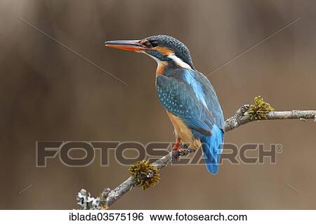 Stock Photograph - "Kingfisher (Alcedo atthis), female sitting on a branch, Zeppenfeld, Neunkirchen, North Rhine-Westphalia, Germany, Europe". Fotosearch