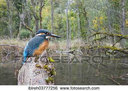 "Kingfisher (Alcedo atthis), in a river landscape, Protected Landscape Area Tratzberg, Tyrol, Austria, Europe" View Large Photo Image Stock Photograph - "Kingfisher (Alcedo atthis), in a river landscape, Protected Landscape Area Tratzberg, Tyrol, Austria, Europe". Fotosearch