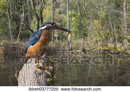 "Kingfisher (Alcedo atthis), in a river landscape, Protected Landscape Area Tratzberg, Tyrol, Austria, Europe" View Large Photo Image Stock Photography - "Kingfisher (Alcedo atthis), in a river landscape, Protected Landscape Area Tratzberg, Tyrol, Austria, Europe". Fotosearch