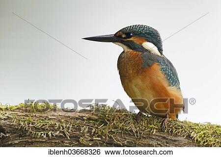 Stock Photograph - "Kingfisher (Alcedo atthis), juvenile, Haren, Emsland, Lower Saxony, Germany, Europe". Fotosearch
