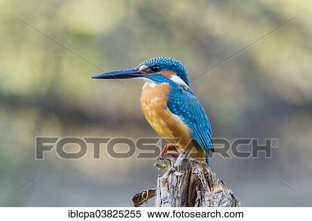 Stock Photography - "Kingfisher (Alcedo atthis), Keoladeo National Park, Rajasthan, India, Asia". Fotosearch