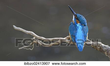 Kingfisher (Alcedo atthis) looking upward for safety, biosphere reserve, Swabian Alb, Baden-Wuerttemberg, Germany, Europe View Large Photo Image Stock Photo - Kingfisher (Alcedo atthis) looking upward for safety, biosphere reserve, Swabian Alb, Baden-Wuerttemberg, Germany, Europe. Fotosearch