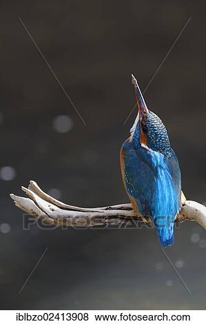 Kingfisher (Alcedo atthis) looking upward for safety, biosphere reserve, Swabian Alb, Baden-Wuerttemberg, Germany, Europe View Large Photo Image Stock Photo - Kingfisher (Alcedo atthis) looking upward for safety, biosphere reserve, Swabian Alb, Baden-Wuerttemberg, Germany, Europe. Fotosearch