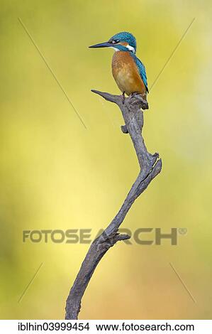 "Kingfisher (Alcedo atthis), male, on perch, Middle Elbe, Saxony-Anhalt, Germany, Europe" View Large Photo Image Picture - "Kingfisher (Alcedo atthis), male, on perch, Middle Elbe, Saxony-Anhalt, Germany, Europe". Fotosearch